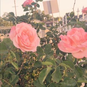 Meet your Posher, Brenda